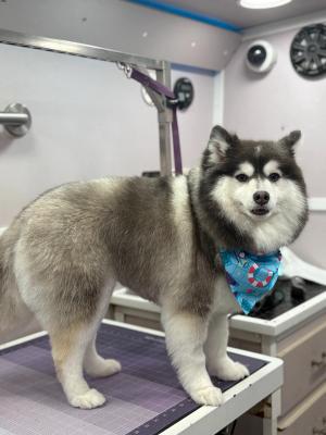 shaving double coat dogs?