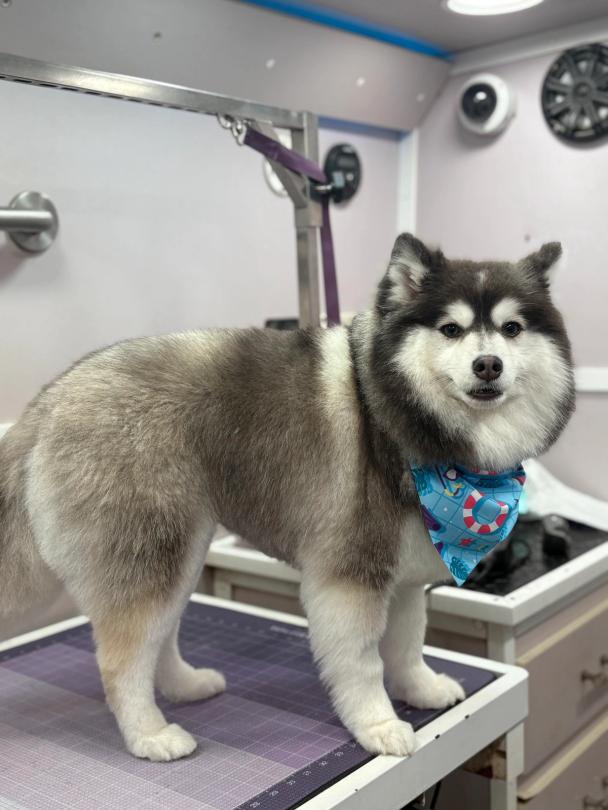 shaving double coat dogs?