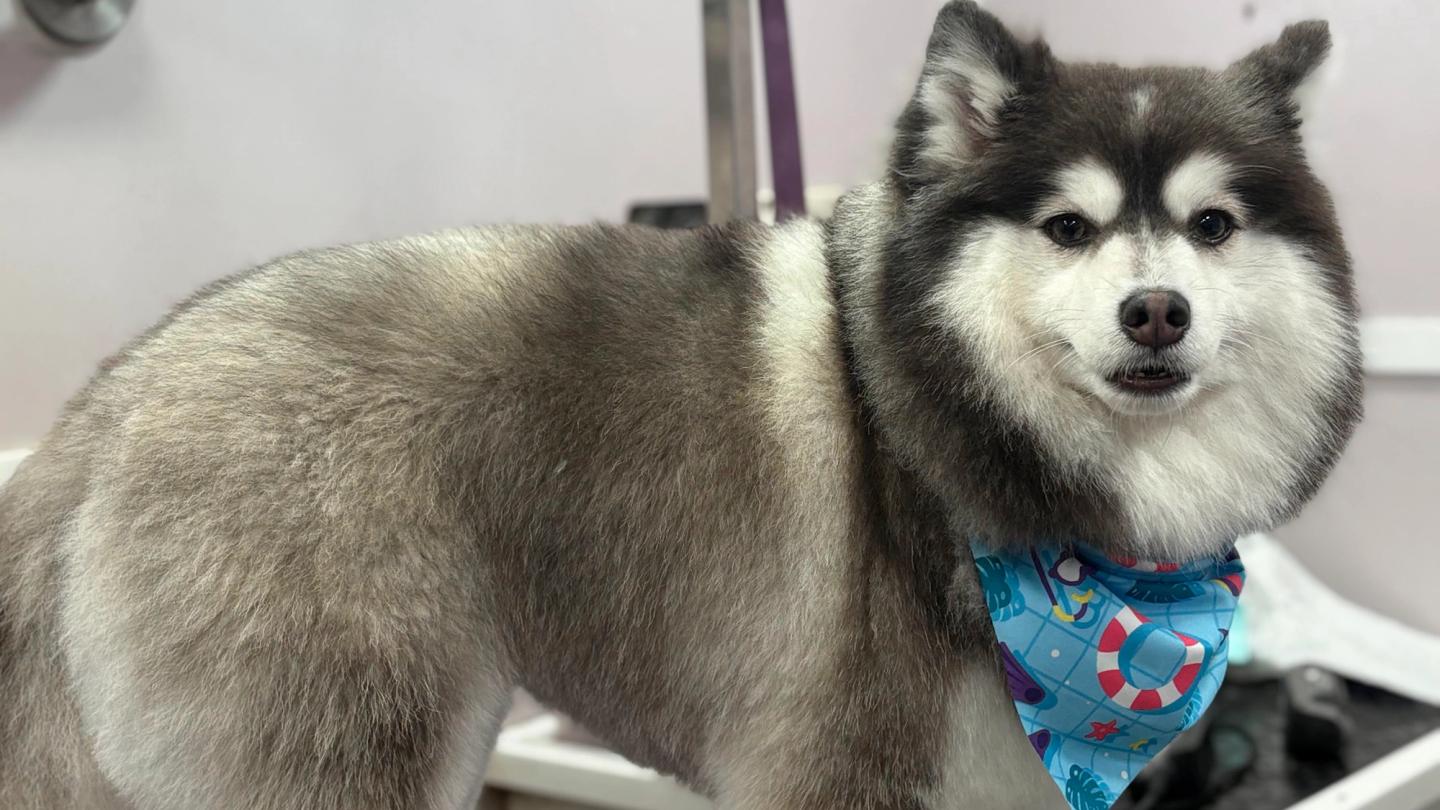 husky grooming
