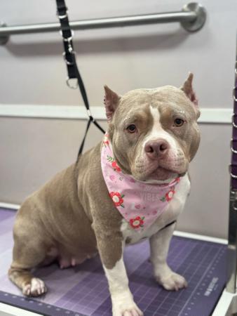 pitbull grooming Miami