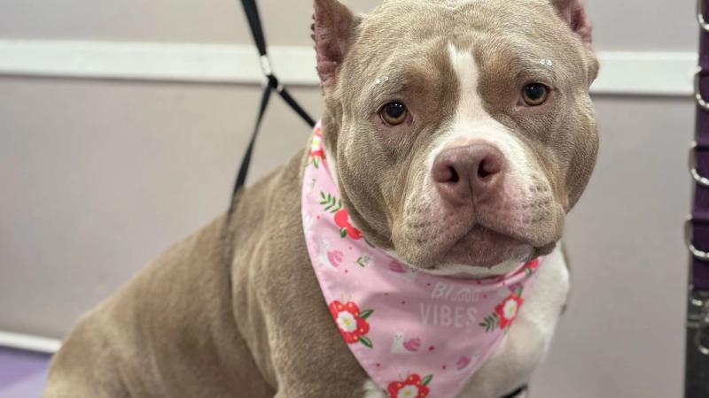 pitbull grooming Miami