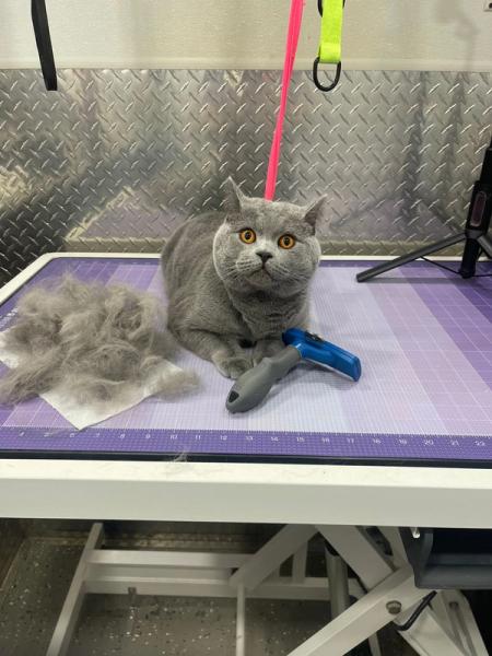 A long-haired cat before grooming, coat matted and clumped along the back and flank