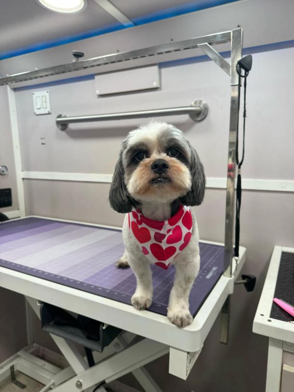 Shih Tzu dog grooming