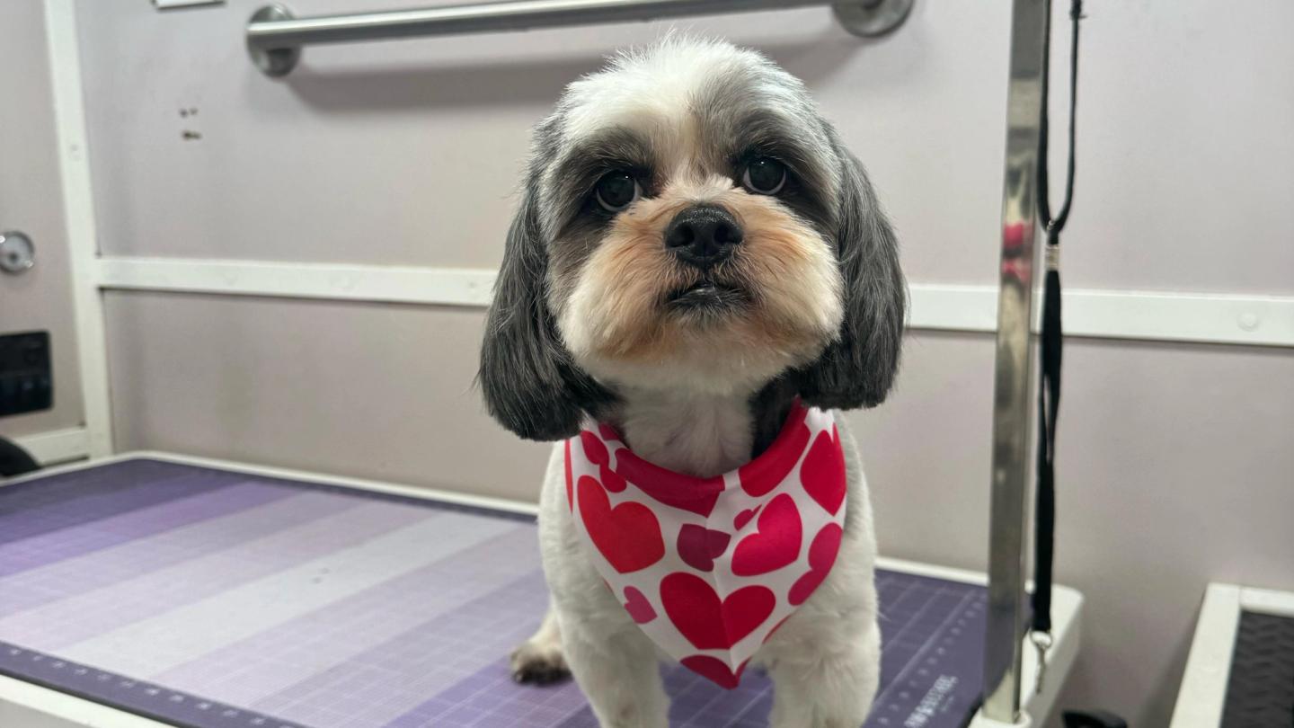 Shih Tzu dog grooming