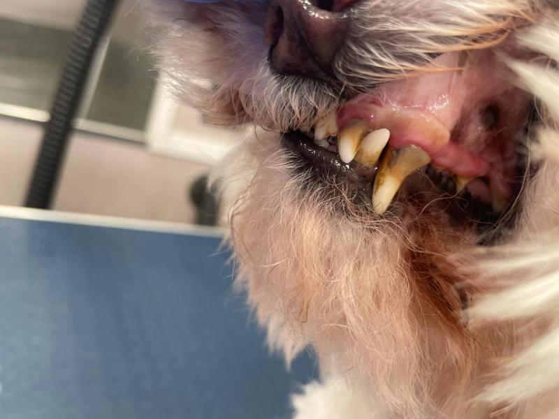 A dog's teeth before cleaning, with heavy brown tartar built up along the canine and gum line