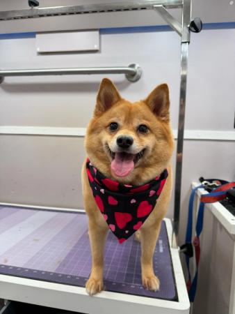 doodle grooming Miami