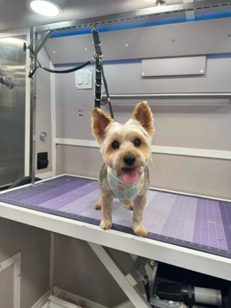 mobile grooming for small chihuahua
