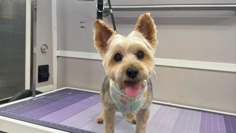 mobile grooming for small chihuahua