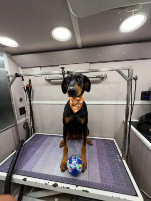 dobermangroomingmiami