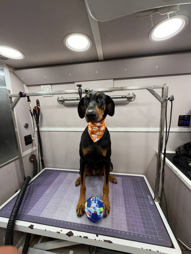 dobermangroomingmiami