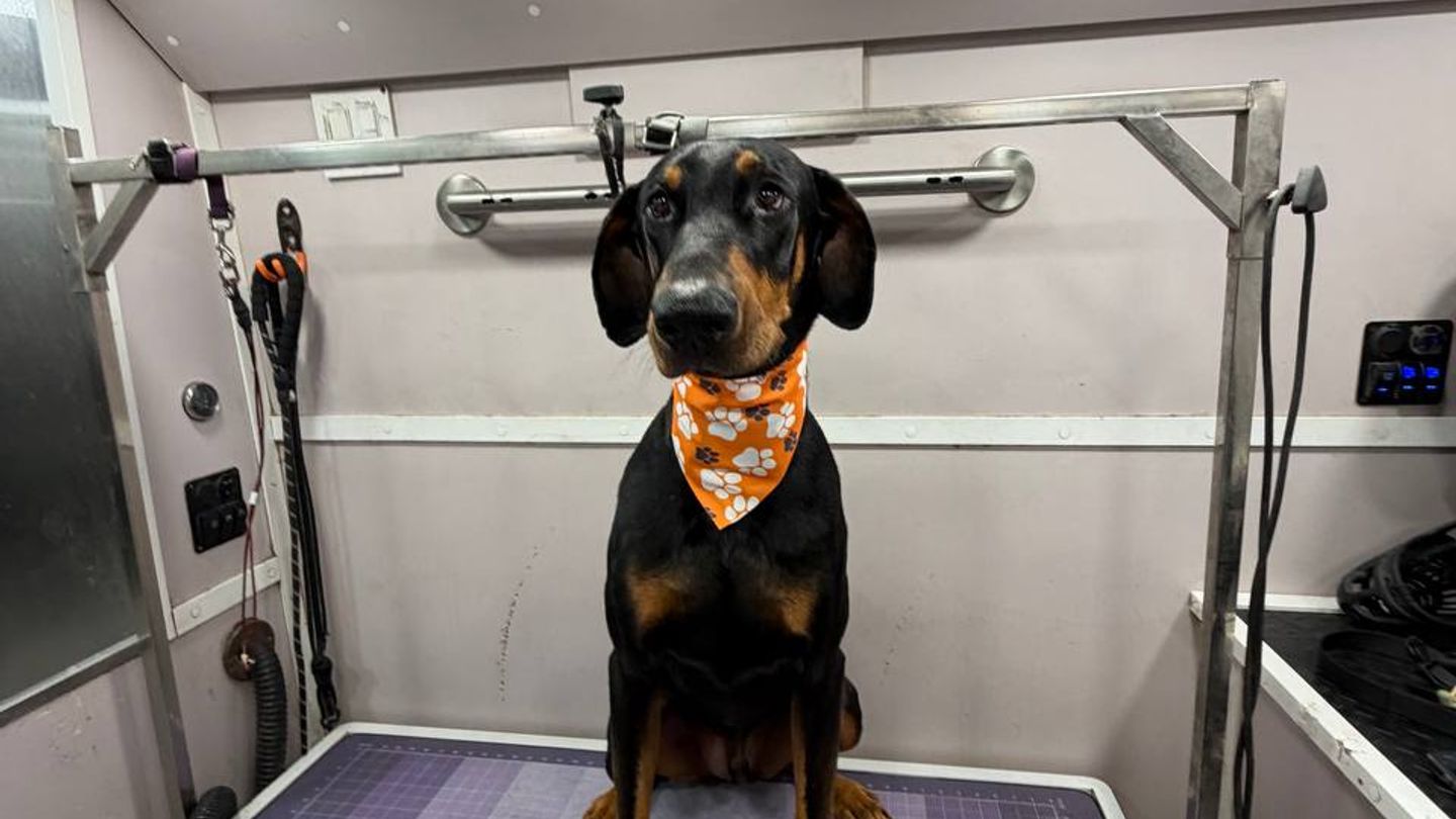 dobermangroomingmiami