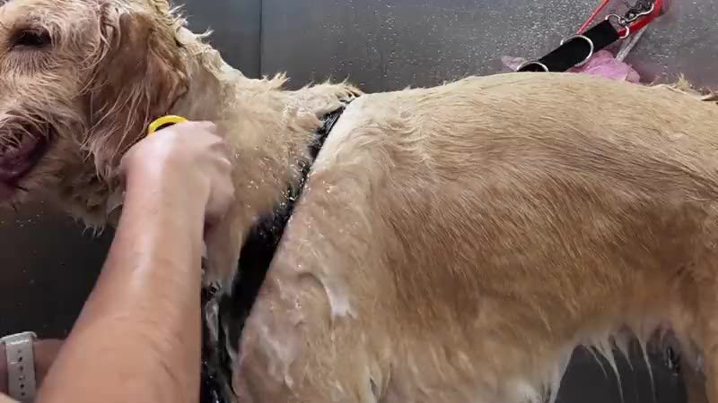 A small dog being blow-dried after a bath inside The Doggy Machine van