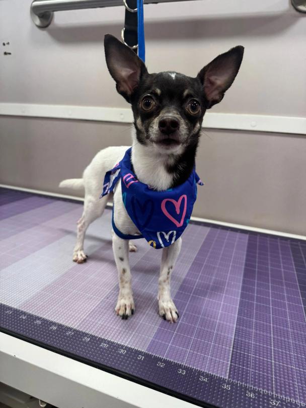 chihuahua grooming