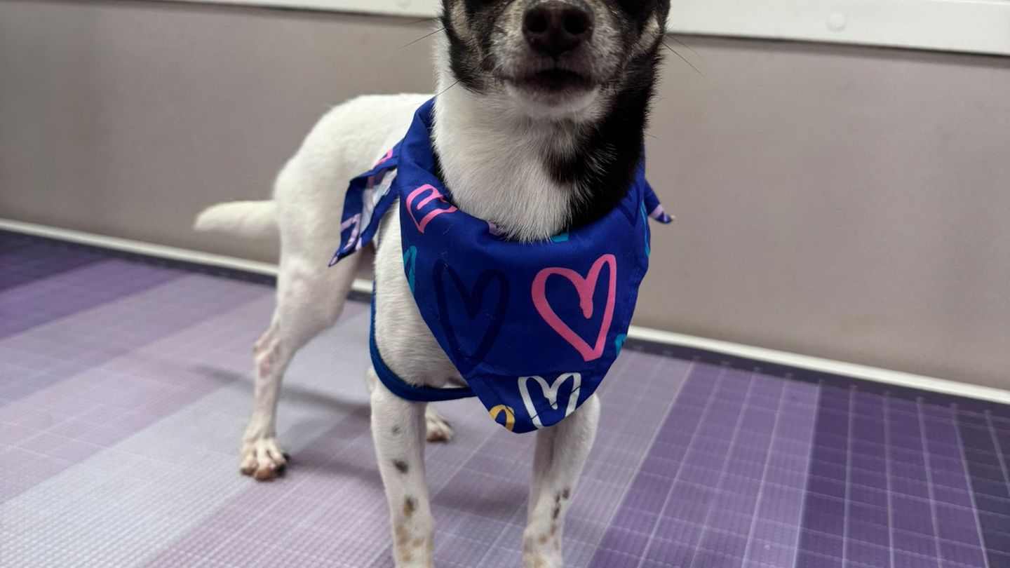 chihuahua grooming