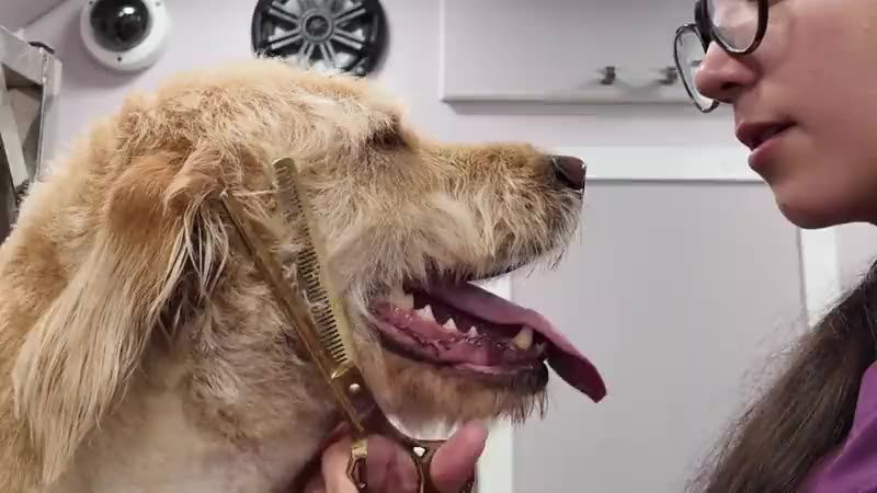 A groomer tidying the face of a small dog during a mini groom