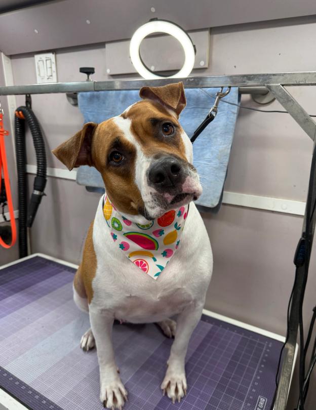 short haired dog grooming