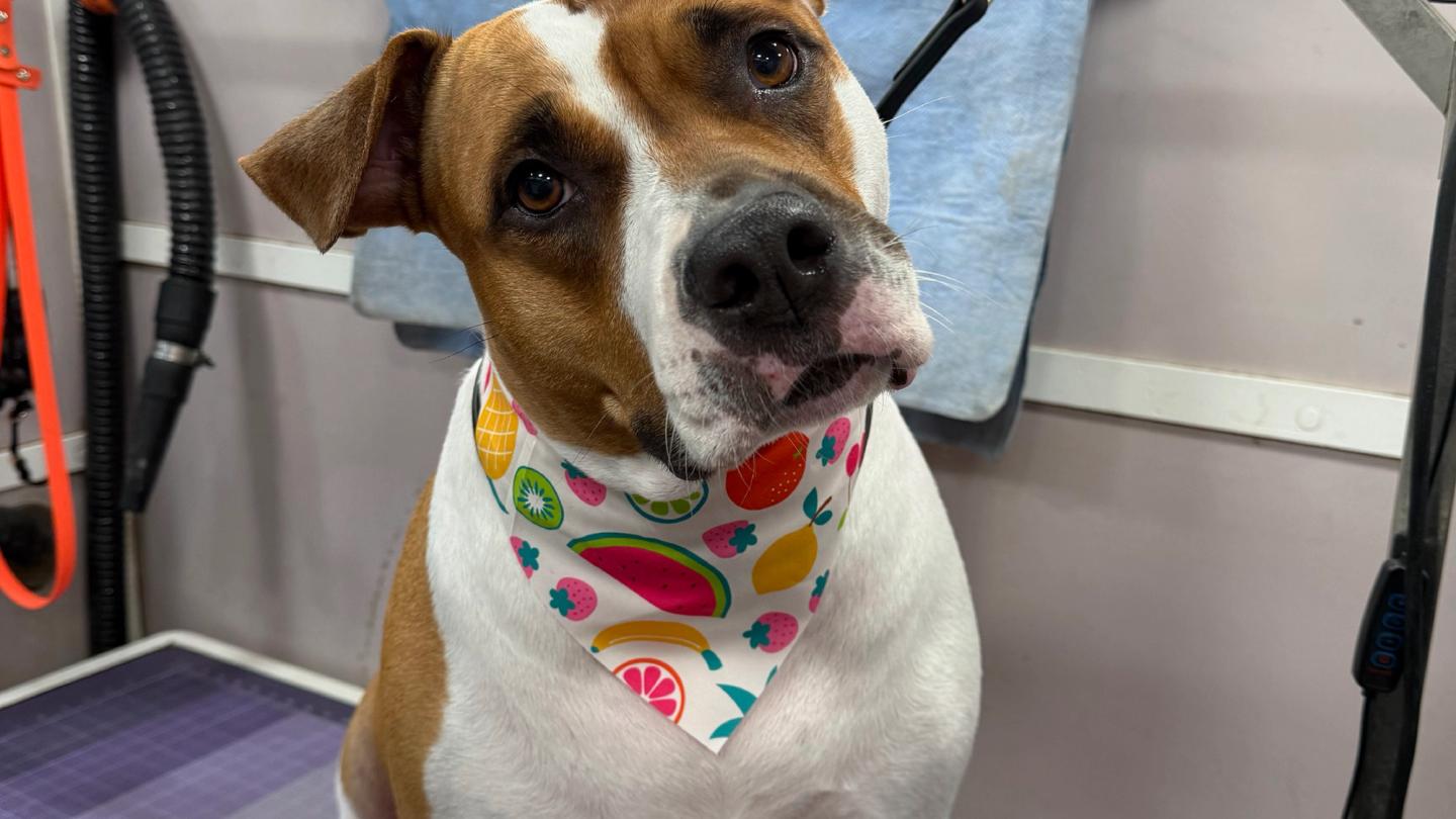 short haired dog grooming