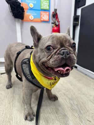 frenchiegroomingmiami