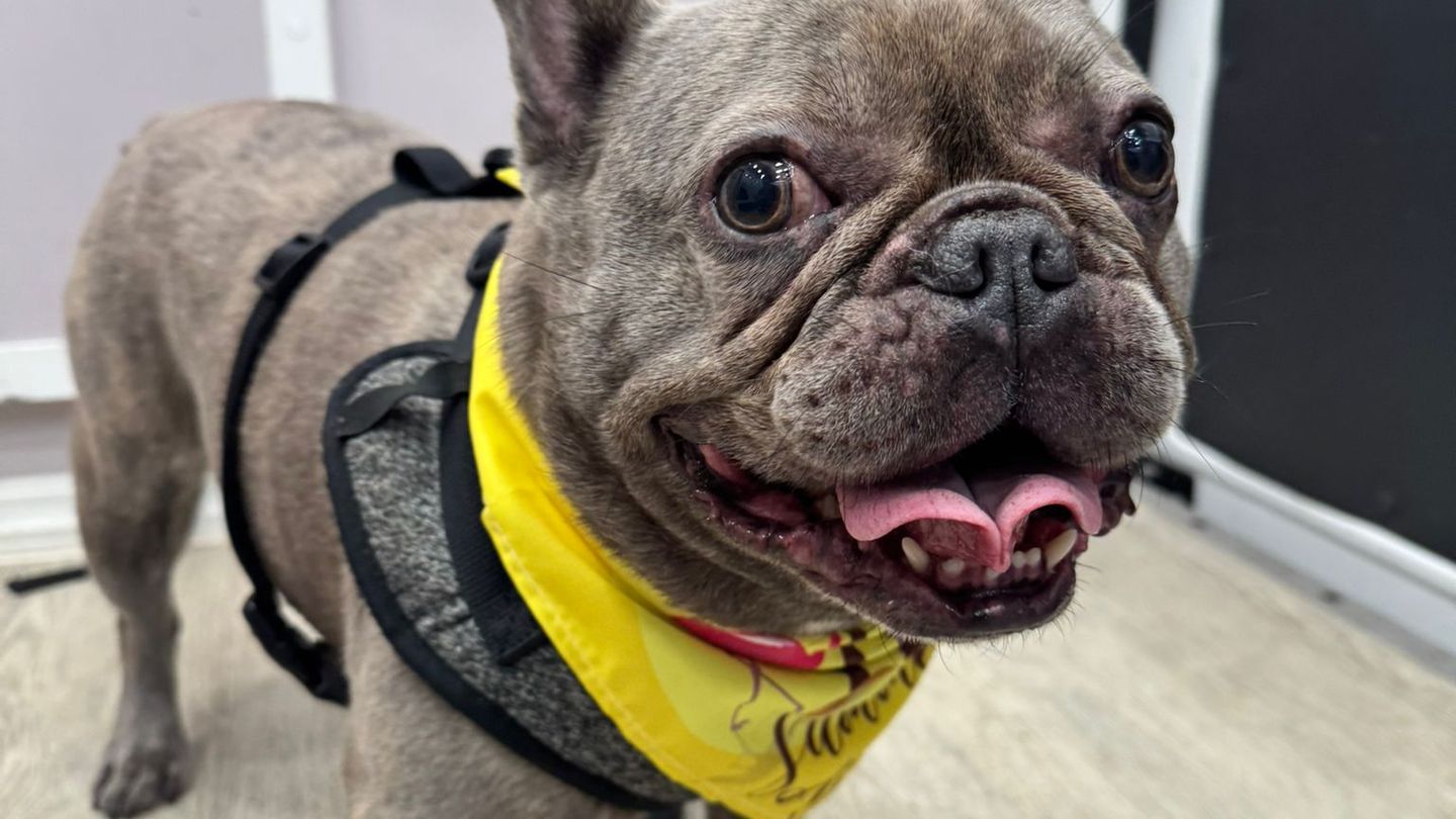 frenchiegroomingmiami