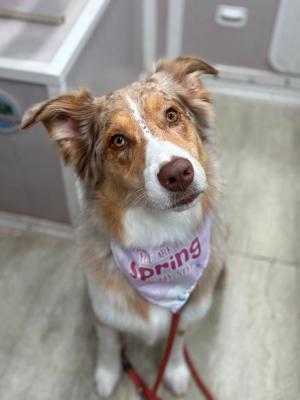 Australian shepherd grooming Miami