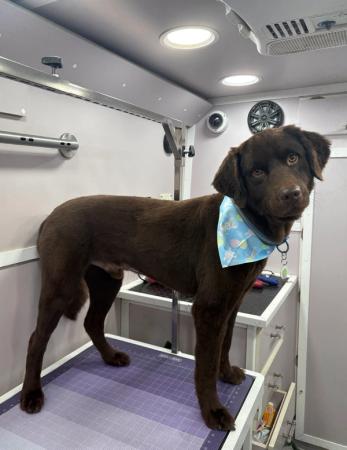 Labrador grooming