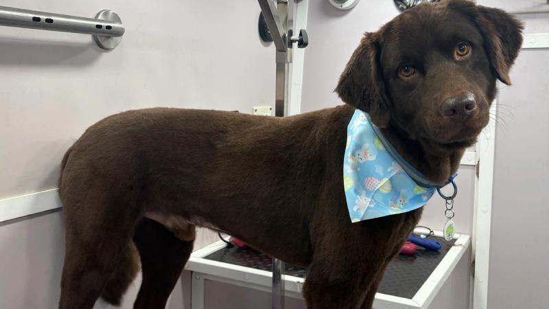 Labrador grooming