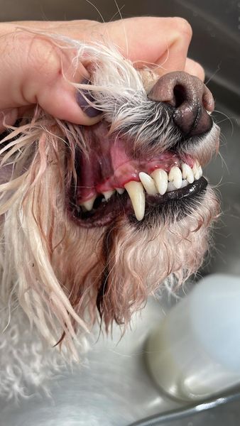 The same dog's teeth after an anesthesia-free deep cleaning, plaque and tartar removed and the enamel polished