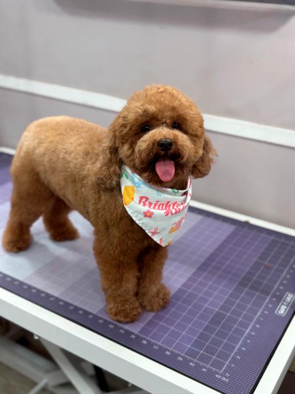 Puppy grooming