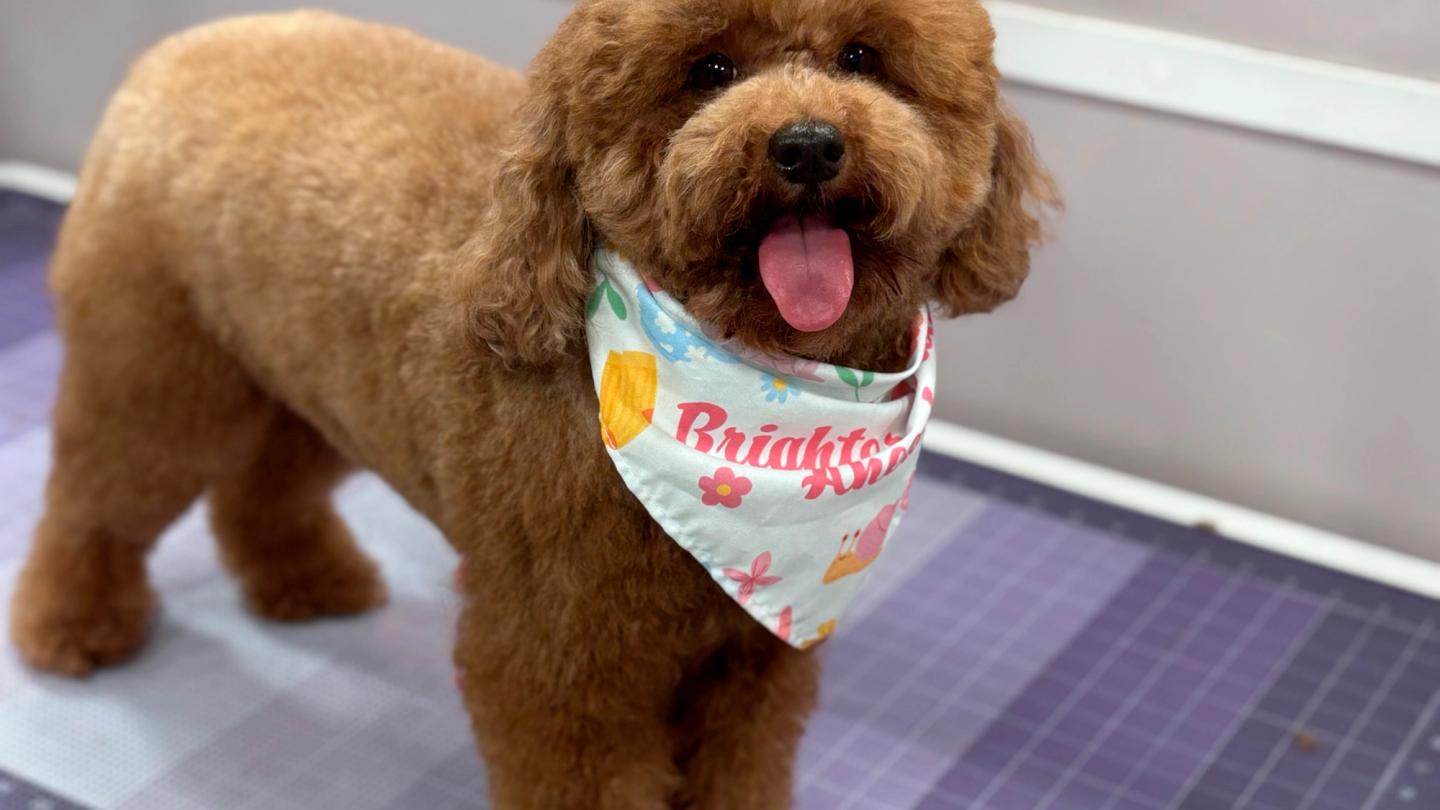 Puppy grooming