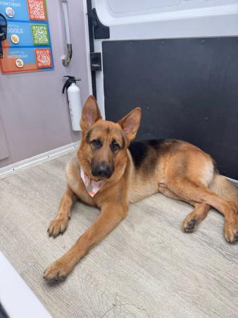 German Shepherd grooming Miami