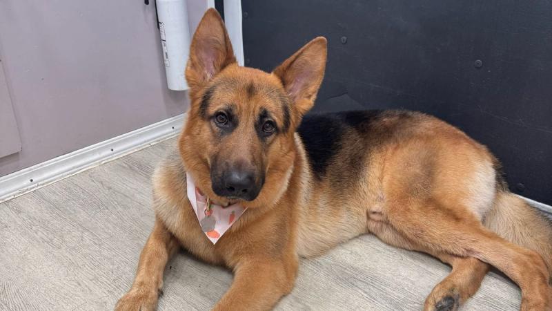 German Shepherd grooming Miami