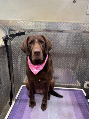 labrador grooming Miami