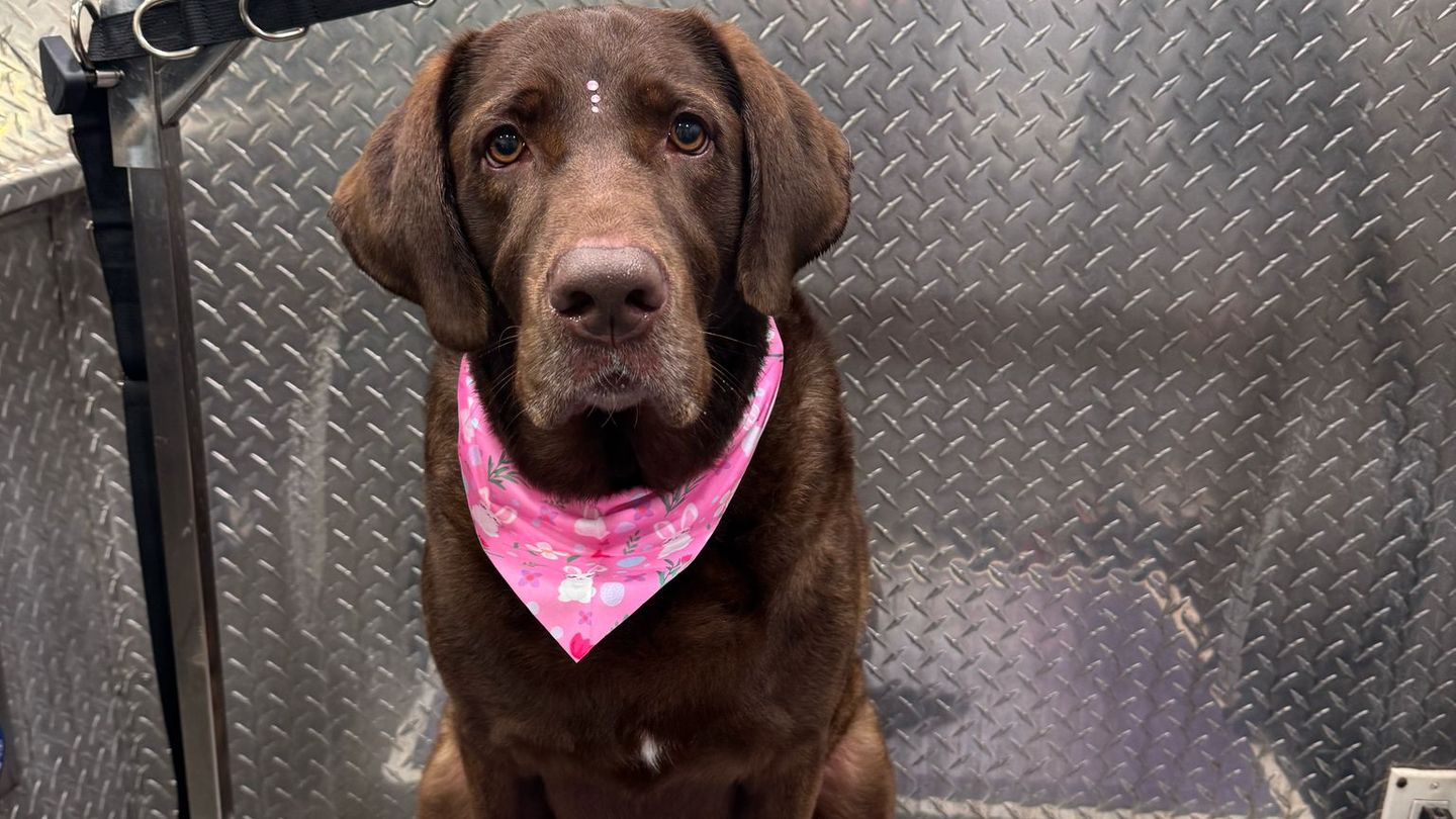 labrador grooming Miami