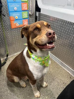 American bully groom Miami
