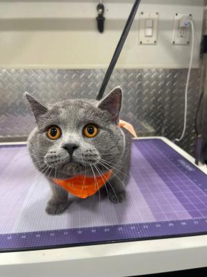 What people doesn't know about cat grooming