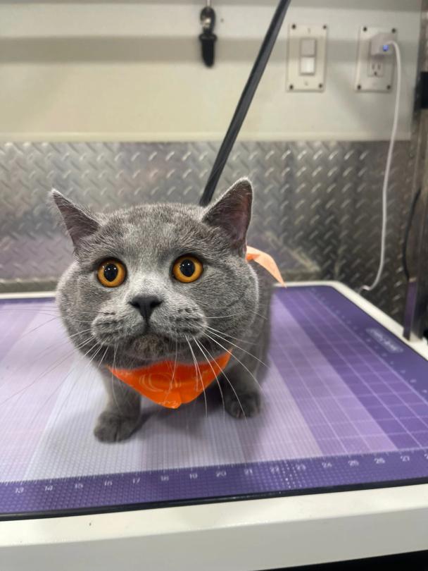 What people doesn't know about cat grooming