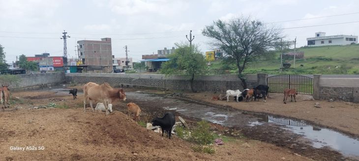 नंदीशाला में बदसलूकी पर कोर्ट ने नगर परिषद को नोटिस, दोषियों को मांगा जवाब