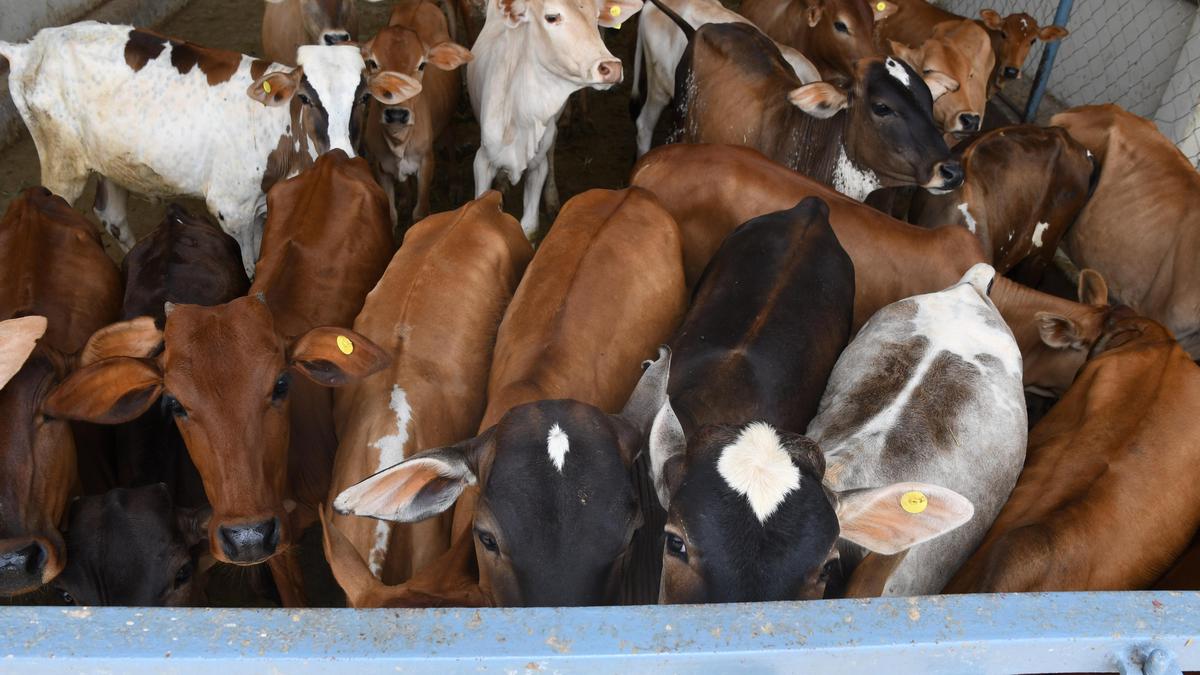 सुप्रीम कोर्ट ने तमिलनाडु में गोहत्या पर प्रतिबंध लगाने का आदेश रद्द किया