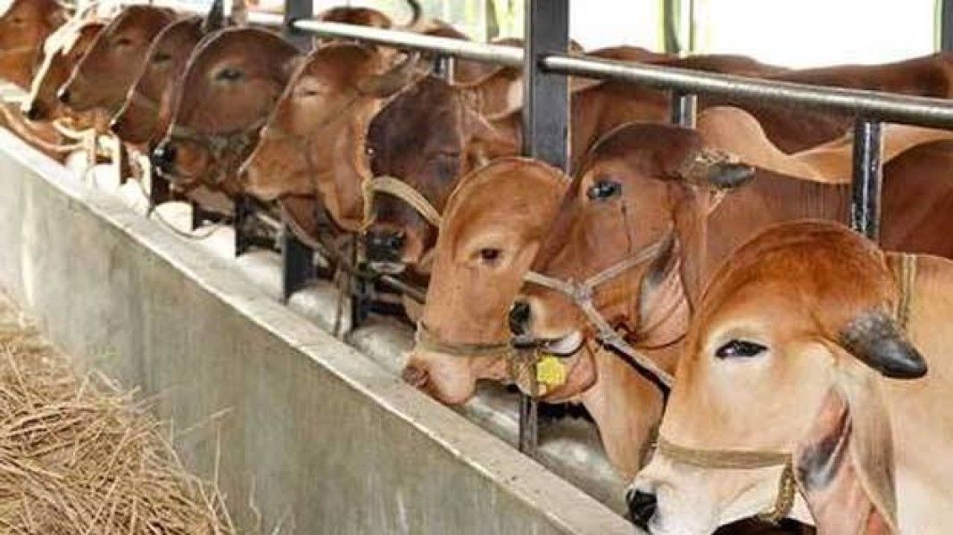 सुप्रीम कोर्ट ने तमिलनाडु में गोकशी पर लगे बैन को हटाया है