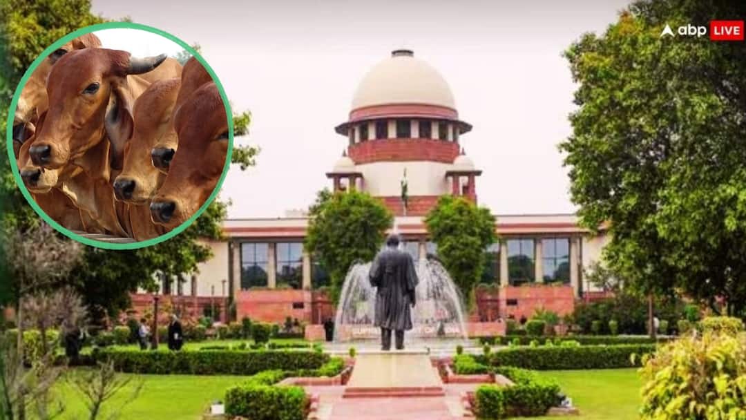 सुप्रीम कोर्ट ने आवारा पशुओं से होने वाले सड़क हादसों पर जताया दुख, दिए ये आदेश