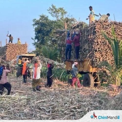 गन्ना श्रमिक ठेकेदारों को विनियमित करने वाला महाराष्ट्र कानून छह महीने से लंबित