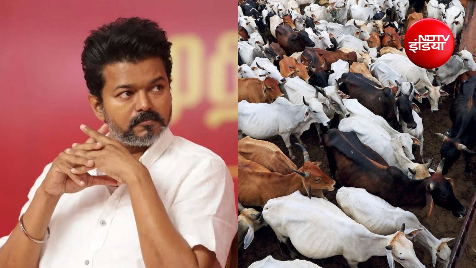 गाय-बछड़ों के वध पर पूरी तरह रोक का विवाद, टीवीके सरकार के खिलाफ सुप्रीम कोर्ट पहुंची
