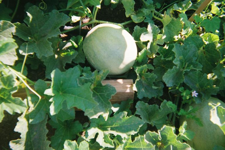 close up image of a melon growing amidst vines and leaves