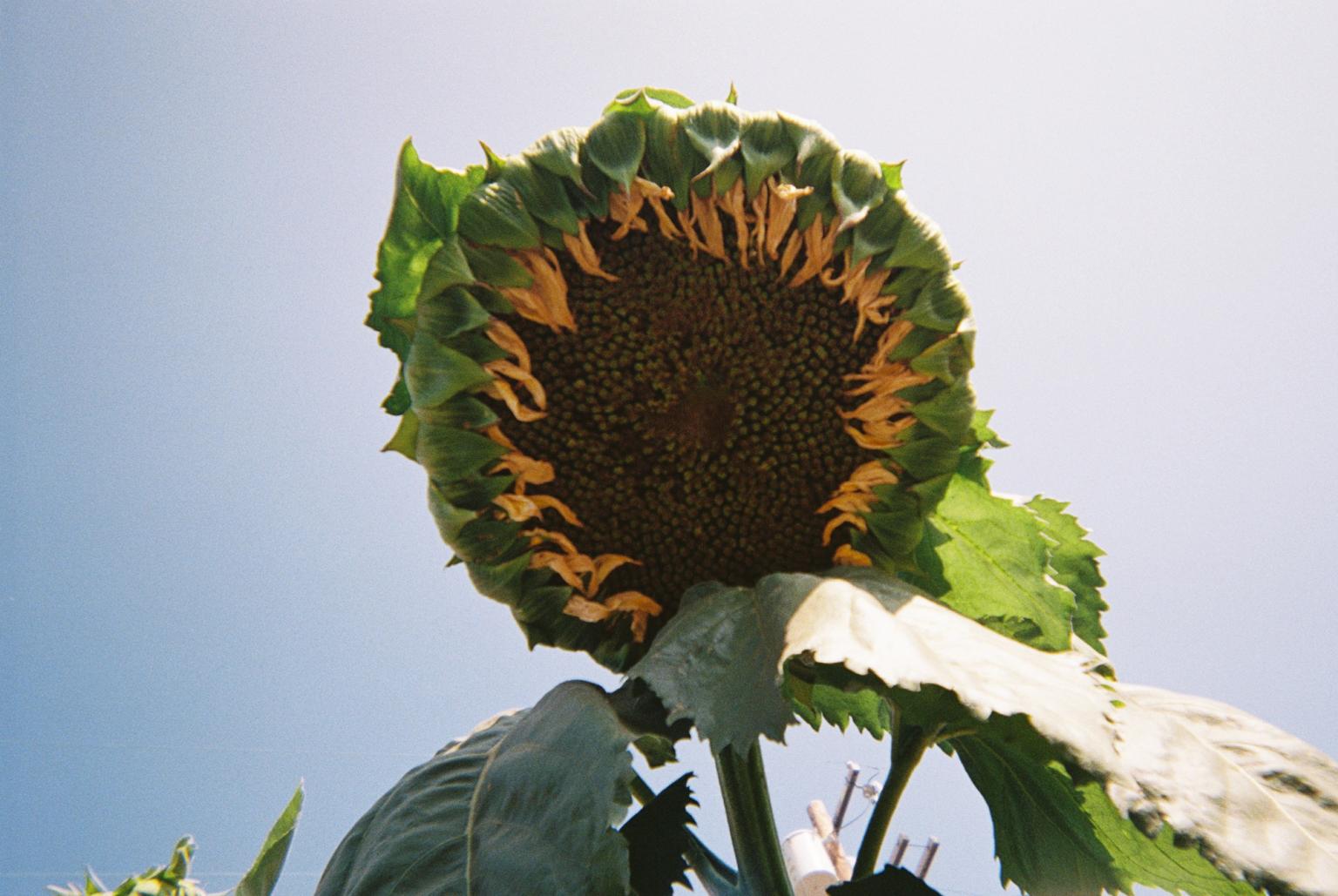 View of a big sunflower head with withered yellow petals, with a blue sky behind it.