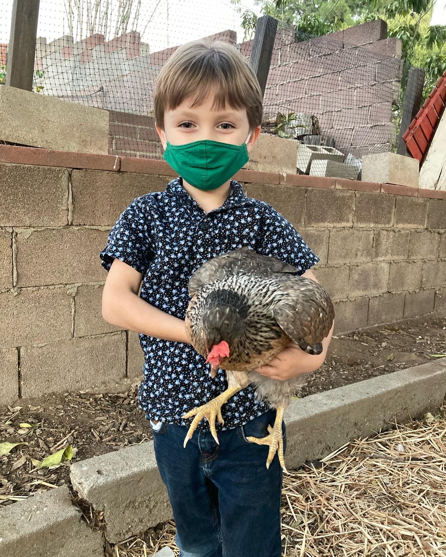 a child wearing a mask holds a chicken. a cinder block wall is in the background