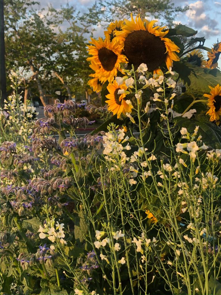 tall white broccoli flowers grow in front of large golden sunflowers and borage. 