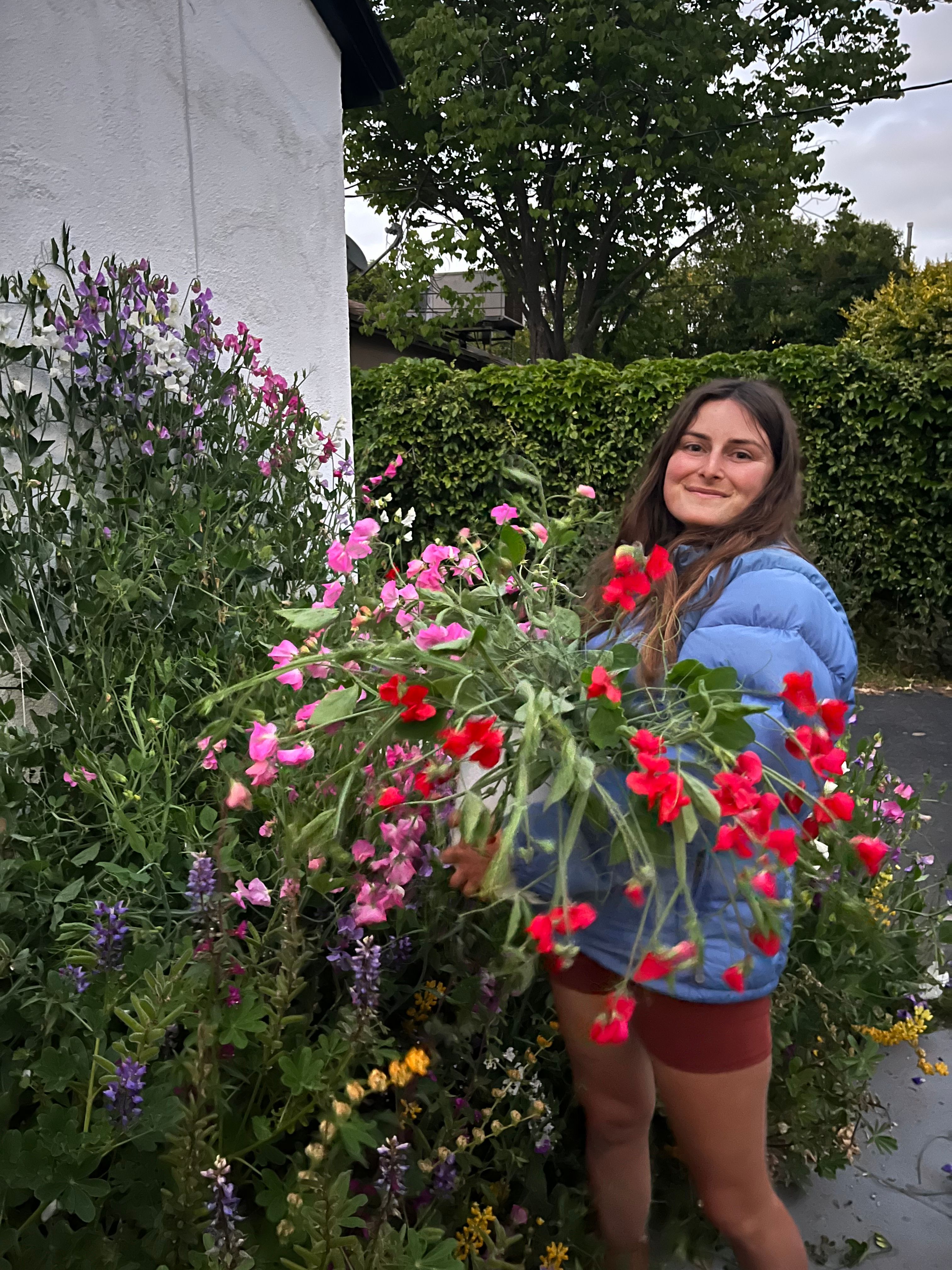 A person with light skin, long dark hair, is wearing a blue puffy jacket and holding a big armful of red and pink sweet pea flowers