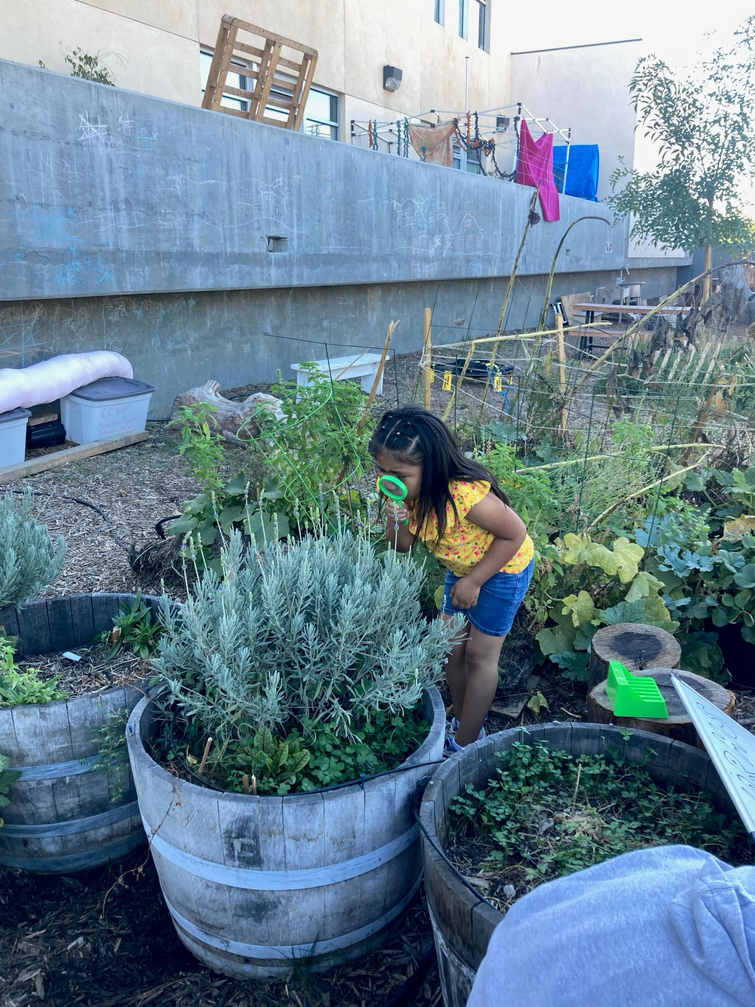 a child looks through a magnifying glass at the lavender in El Rio's school garden