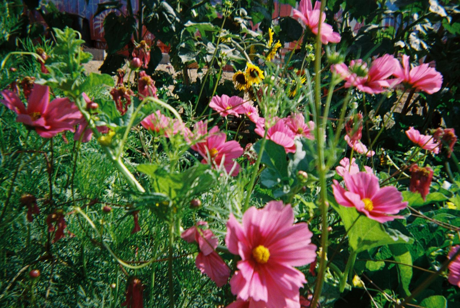close up image of pink cosmos, sunflowers, and greenery