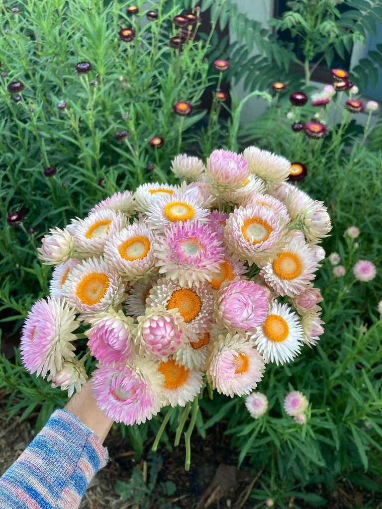 a hand holding a bunch of light pink strawflowers with greenery in the background